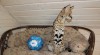 F1 savany a serval koťata k dispozici 460631_t.jpg
