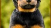 Beauceron - štěňátka s PP 460732_t.jpg
