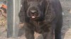 Flat coated retriever s PP 460881_t.jpg