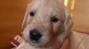 Štěňata Golden Retriever s PP 460948_t.jpg