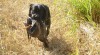 Labradorský retriever nabídka krytí 461313_t.jpg