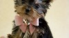 Rozkošný Yorkie Štenatá ZADARMO 461367_t.jpg