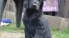 Flat coated retriever s PP 461694_t.jpg