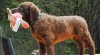Štěňata Chesapeake Bay Retriever 461804_t.jpg