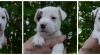 Parson russell terier 462097_t.jpg