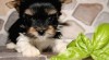 Biewer Yorkshire terrier 462099_t.jpg