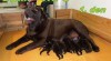 Čokoládový labrador 462452_t.jpg