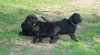 Flat coated retriever s PP 462794_t.jpg