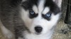 Nádherné modré oči sibiřský husky Štěňata 462990_t.jpg