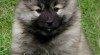 Německý špic vlčí / Keeshond 463225_t.jpg