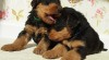 Airedale teriér - šteniatka s PP 463296_t.jpg