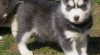 Registrovaní Sibírsky husky šteňatá 463351_t.jpg