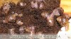 ACHATINA IMMACULATA 46415_t.jpg