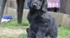 Flat coated retriever s PP - černý kluk 464164_t.jpg