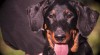 Beauceron - fenky štěňátka s PP 464682_t.jpg