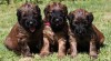 Briard - plavá štěňátka 464967_t.jpg