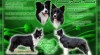 Štěňata border collie 465758_t.jpg