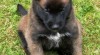 Štěňata BO malinois 466400_t.jpg