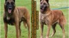Belgický ovčák malinois s PP - volné 2 fenky 467198_t.jpg