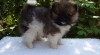 Pomeranian / Trpasličí špic s PP 467606_t.jpg