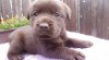Labradorský retriever s PP- čokoládová barva 467981_t.jpg