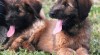 Briard plavá štěňata 468212_t.jpg