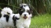 Biewer Yorkshire Terrier 468385_t.jpg