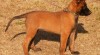 Štěně BO Malinois s PP - pejsek 468511_t.jpg