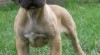 Kanárská doga, dogo canario 468740_t.jpg