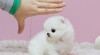Pomeranian štěňátka !!! 468803_t.jpg