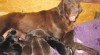 Flat coated retriever s PP 469208_t.jpg