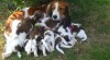 Kooikerhondje 469761_t.jpg