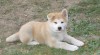 Akita inu - štěňátka k zadání 46982_t.jpg