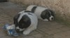 Pyrenejský mastin 470130_t.jpg