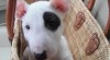 Rozkošný Bull Terrier Štěňata S PP 470138_t.jpg
