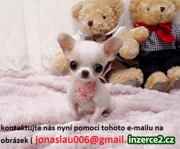 čivava štěně k dispozici_1 470167_1.jpg