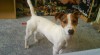JRT hledá nevěstu 47043_t.jpg