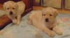 Labradorský retriever s PP 470558_t.jpg