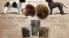 Lagotto Romagnolo - italský vodní pes 470744_t.jpg