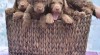 Chesapeake bay retriver s PP(jako hnědý labrador) 470760_t.jpg
