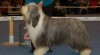 Bearded collie 471094_t.jpg