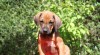 Rhodéský ridgeback - štěňátka s PP 471097_t.jpg