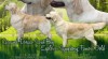Zlatý Retriever – volná štěňátka 471144_t.jpg