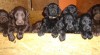 Flat coated retriever s PP černá, hnědá štěnátka 471168_t.jpg