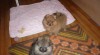 Německý špic trpasličí/pomeranian 471314_t.jpg