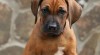 Rhodéský ridgeback - štěňátka s PP 471484_t.jpg