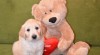Zlatý Retriever – volní pejsci 472027_t.jpg