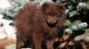 Pomeranian / Trpasličí špic s PP 472331_t.jpg