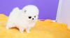 Sympatický šálek Pomeranian štěňata 472709_t.jpg