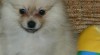 Rozkošný Pomeranian Štěňata k adopci 472907_t.jpg